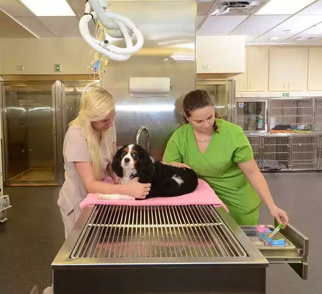 veterinarians giving pet wellness exam st lucie fl