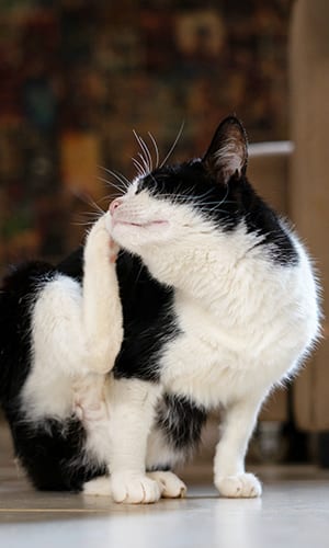 cat scratching nose