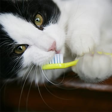 cat and dog teeth cleaning services in port st. lucie, fl