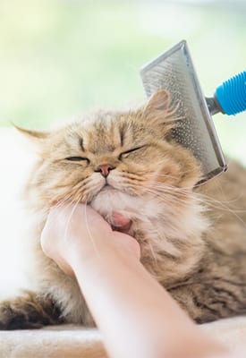 cat being brushed at grooming appointment