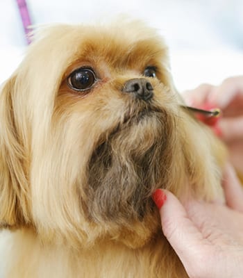 groomer trimming dog's chin in port st lucie fl