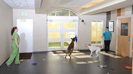 dog indoor play area
