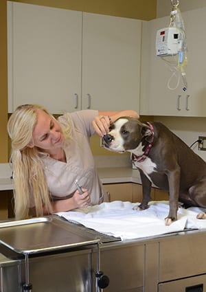 vet gives dog dental exam