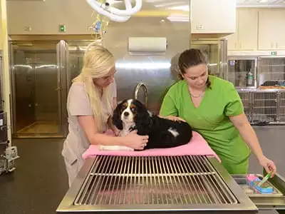 veterinary staff in port st. lucie, fl