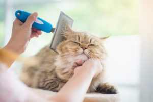 cat grooming in port st. lucie, fl