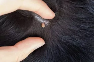 how to get a tick off of a dog in port st. lucie, fl