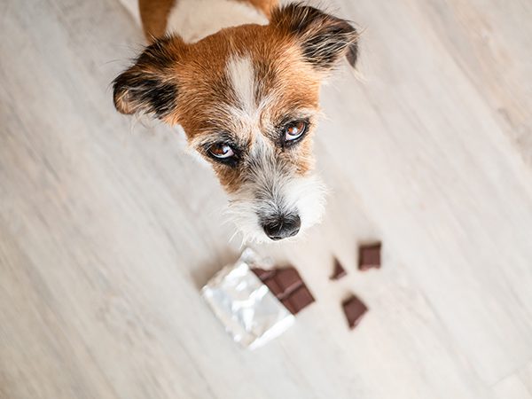 my dog ate chocolate