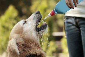 dog drinking water on hot summer day
