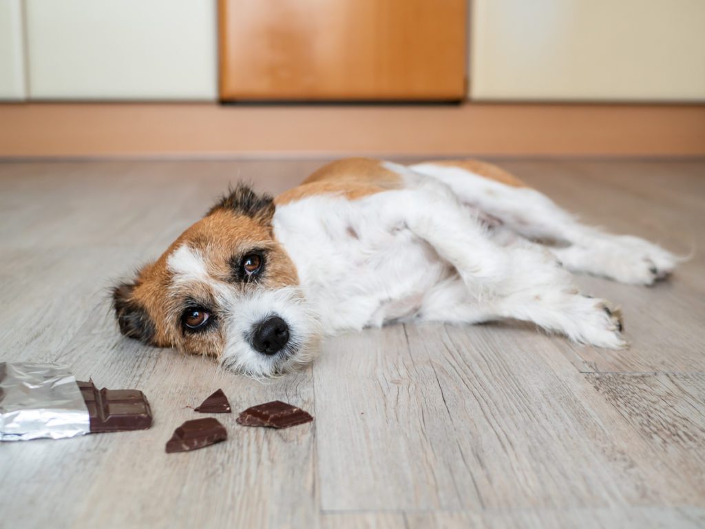 Dog Poisoned From Eating Chocolate