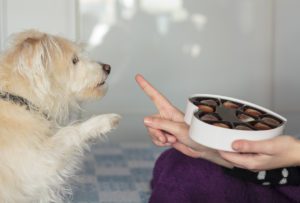 Dog giving paw asking for chocolate