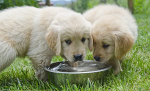 Two Golden Retriever Puppies Share Water Dish