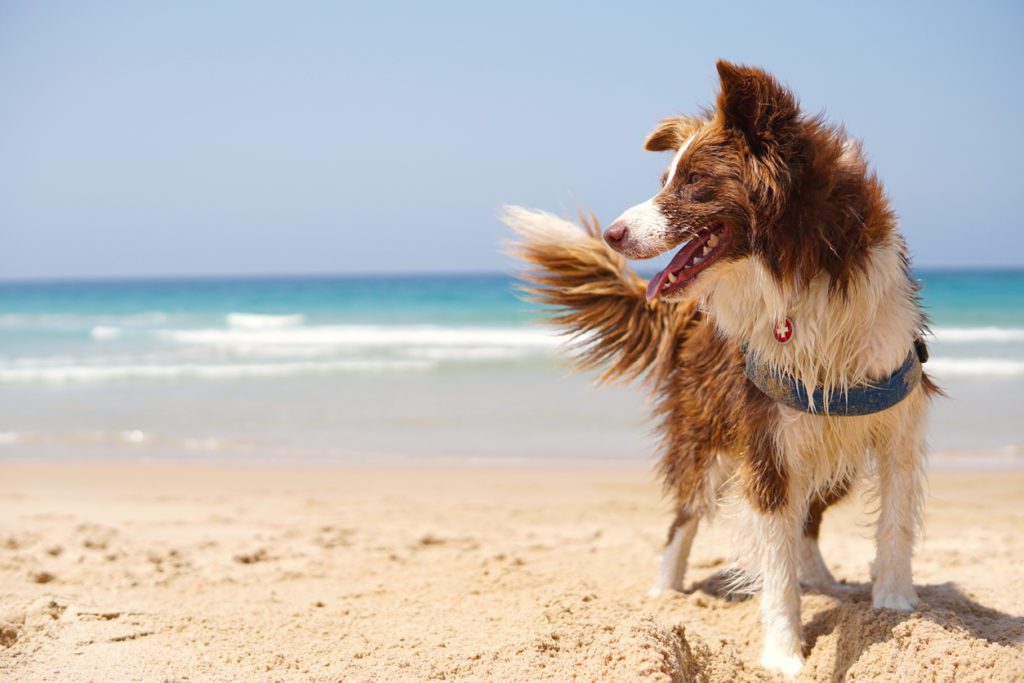 dog walking on beach in Florida