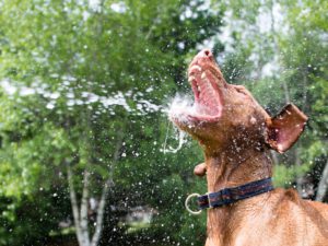 A bird dog thoroughly enjoys playing with water from a hose in the summer
