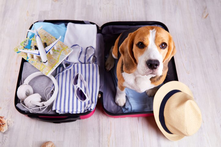 tips for travelling with dog