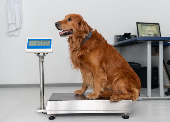 dog gaining weight