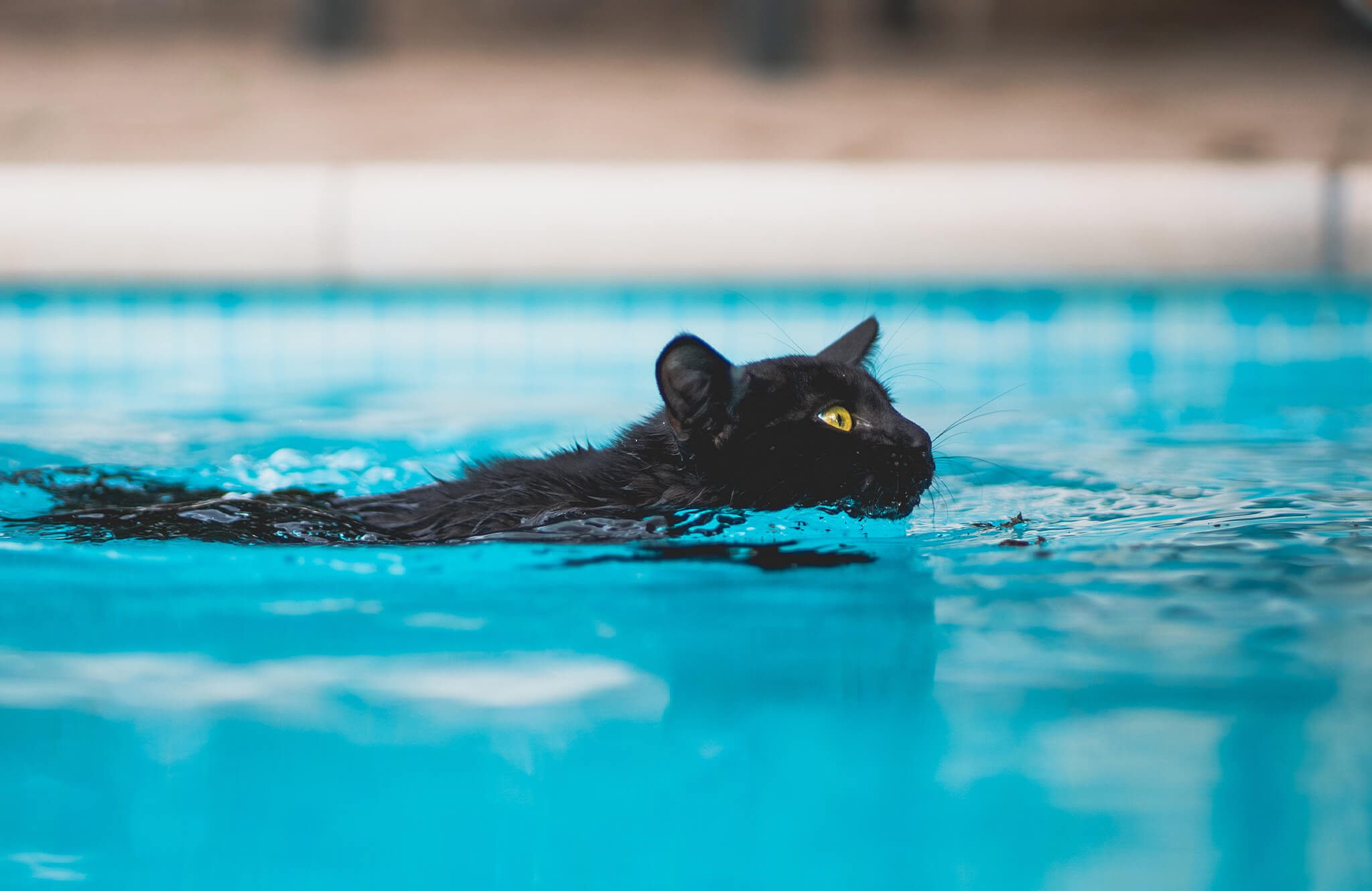 cats swim in st lucie