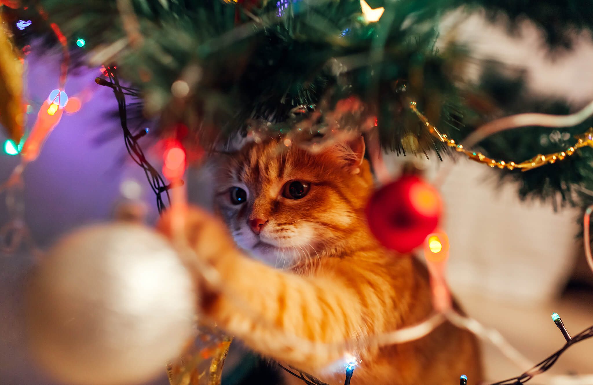 holiday safety tips for pets in st lucie FL