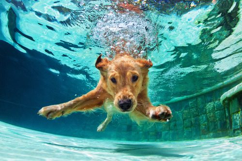 dog-swimming-underwater