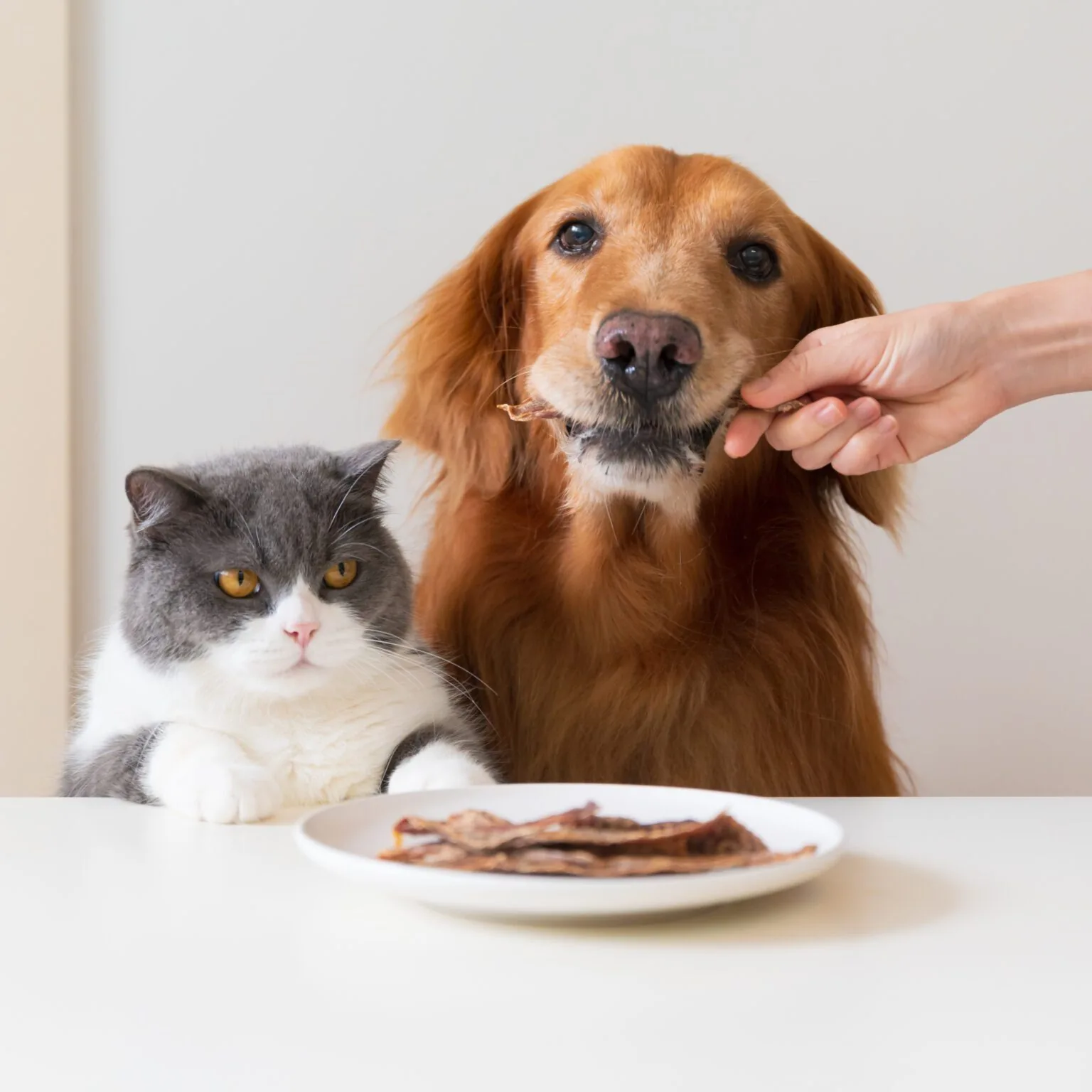 Hand holding jerky snack for golden retriever dog, british shorthair cat next to
