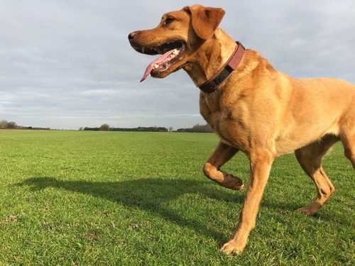 dog-limping-in-open-grass-field