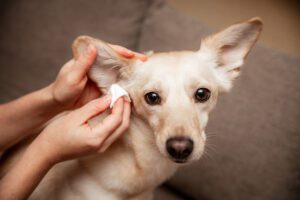 Woman cleans a dog ear, hygienic and health care for the pet, infection or allergy